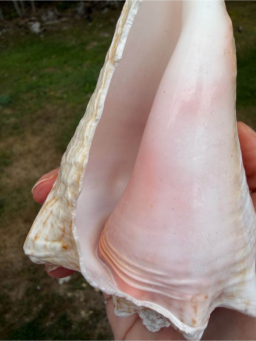 5 Large SeaShells | 🐚 Read Description - Picture 10 of 13